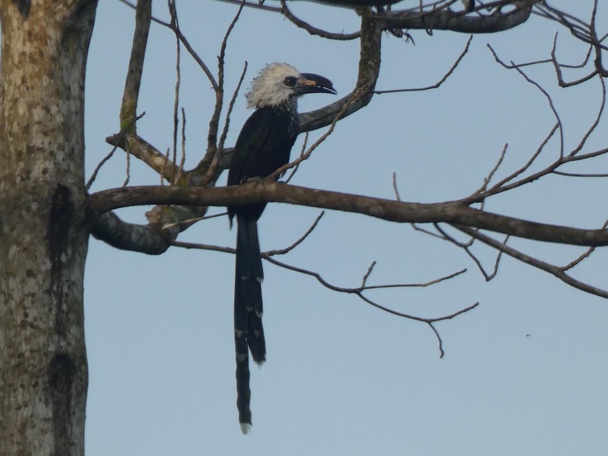 Western Long-tailed Hornbill - ML636941421