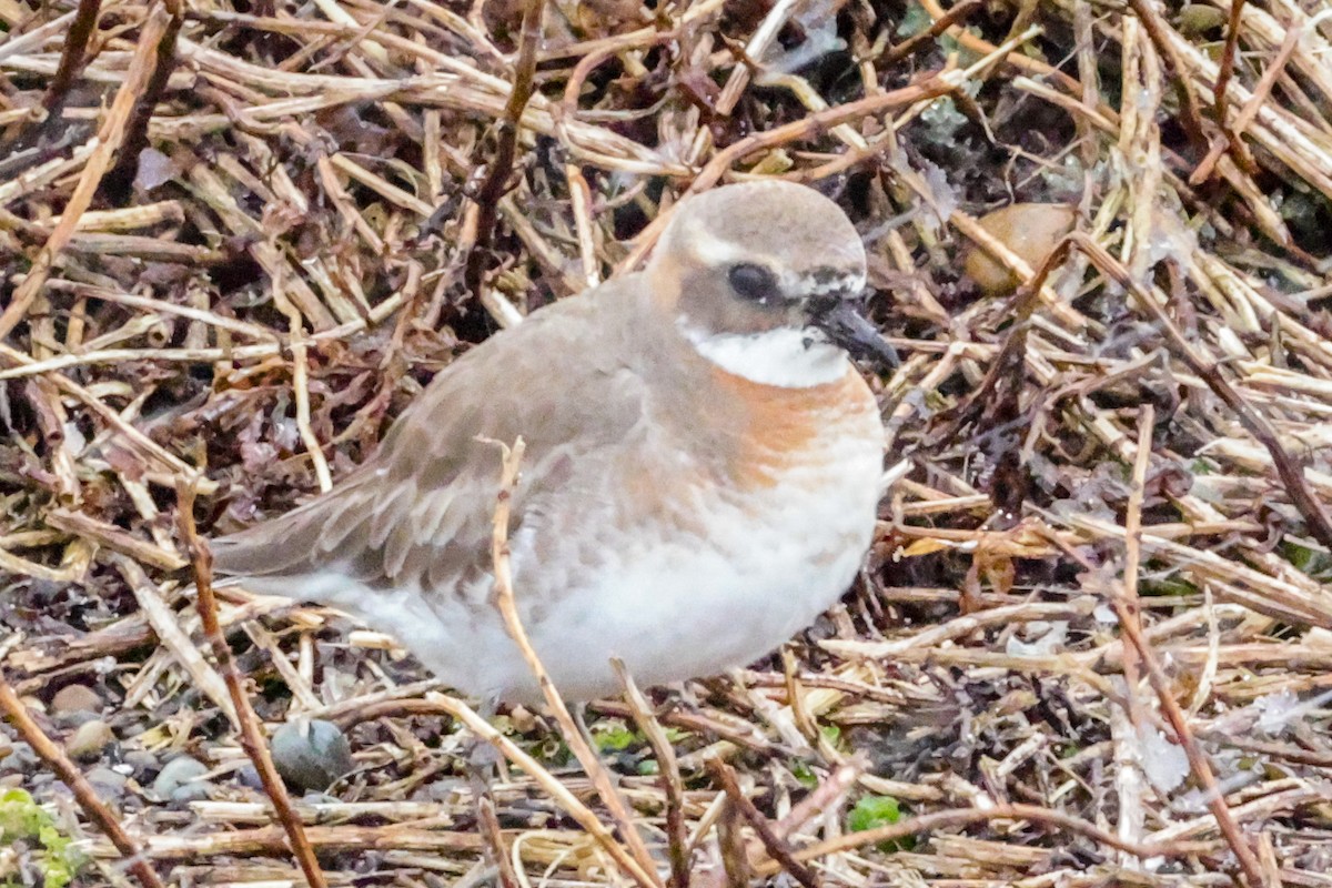 Siberian Sand-Plover - ML636941424