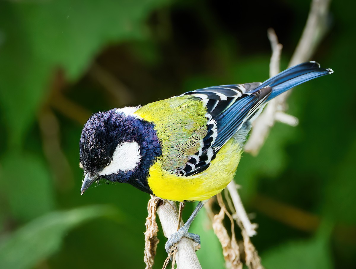 Green-backed Tit - ML636941425