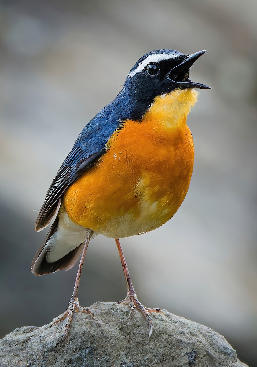 Indian Blue Robin - ML636941432