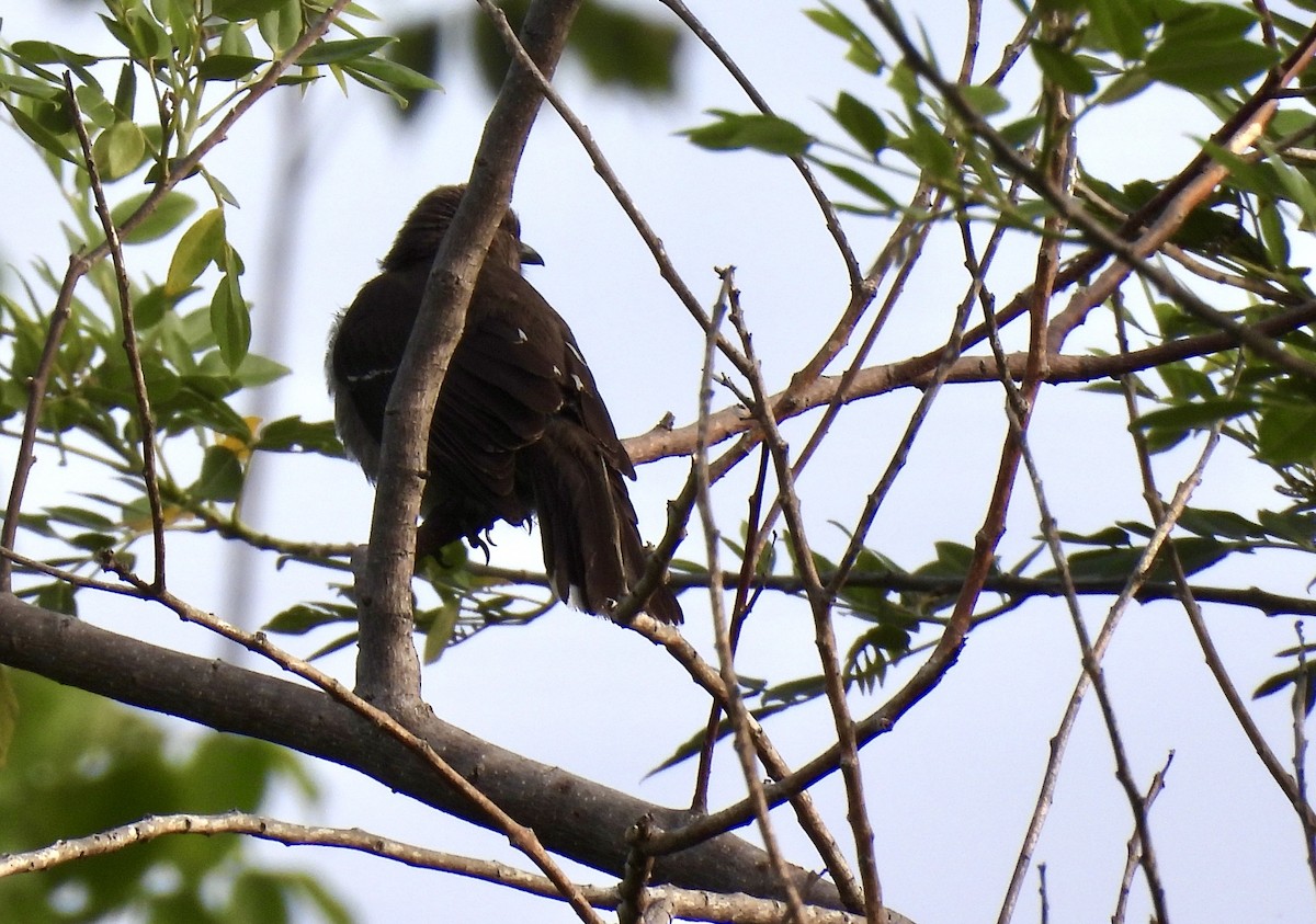 Scaly-breasted Thrasher - ML636941449