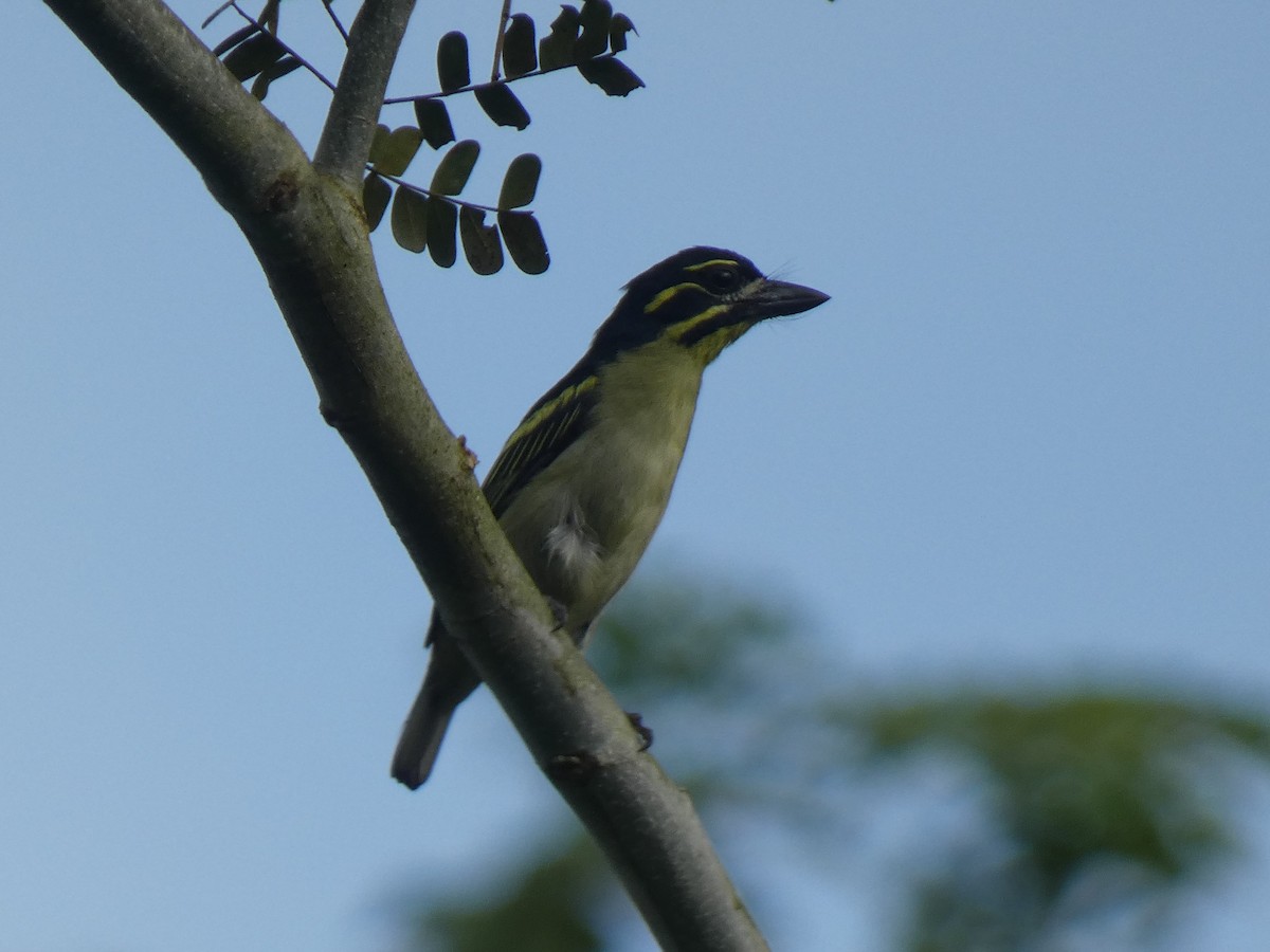 Red-rumped Tinkerbird - ML636941502
