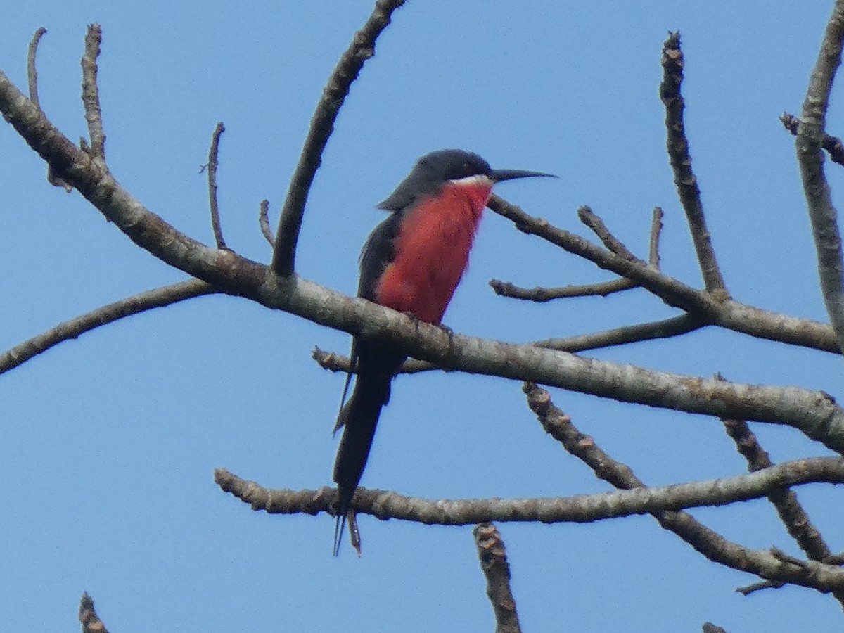 Rosy Bee-eater - ML636941504
