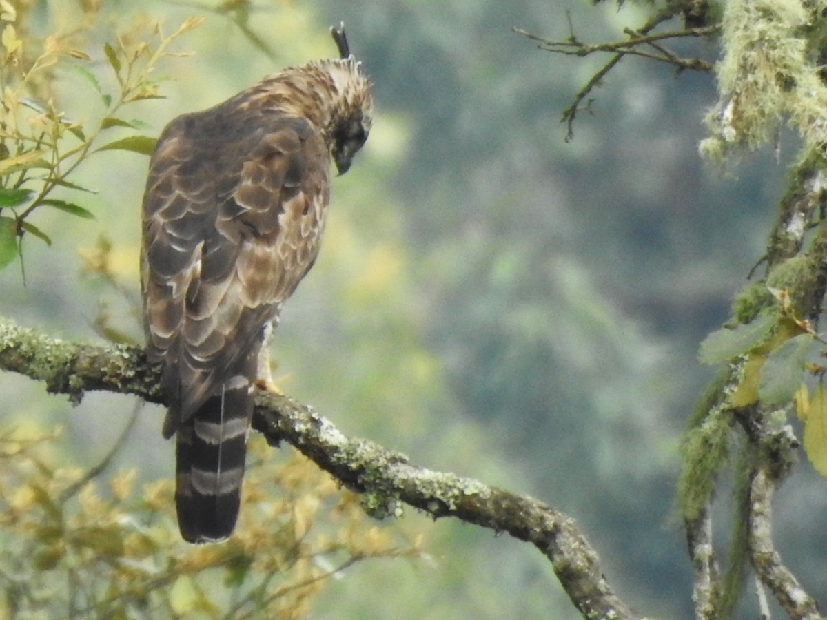 Mountain Hawk-Eagle - ML636941540