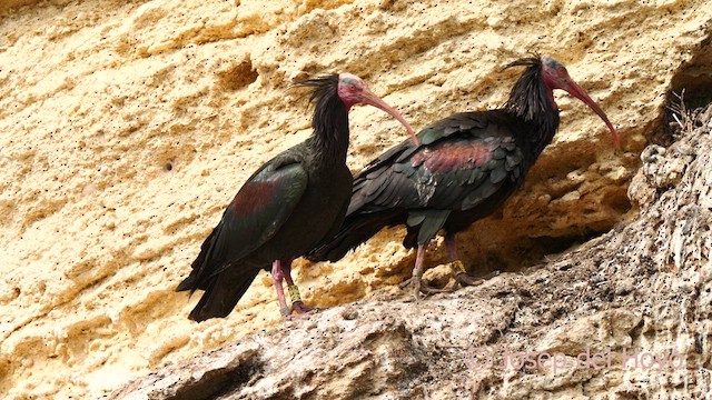 Northern Bald Ibis - ML636941567