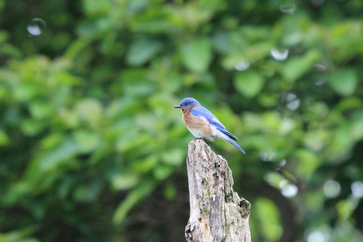 Eastern Bluebird - ML636941637