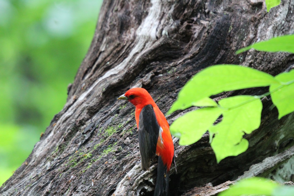 Scarlet Tanager - ML636941657