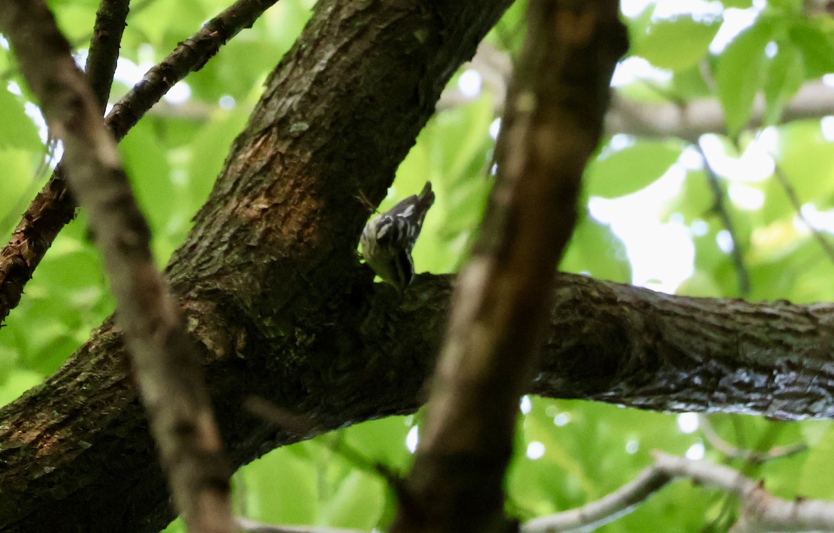 Black-and-white Warbler - ML636941675