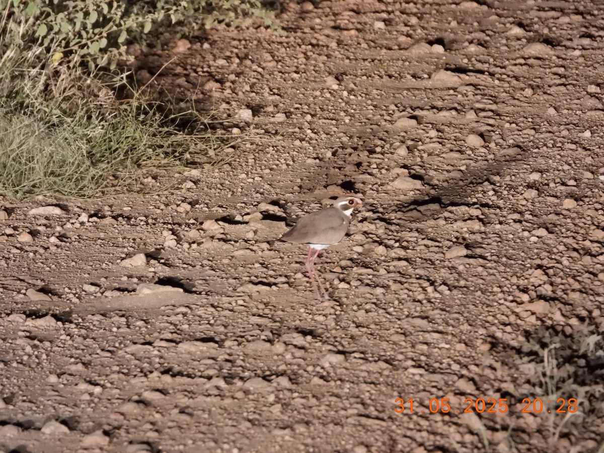 Bronze-winged Courser - ML636941715