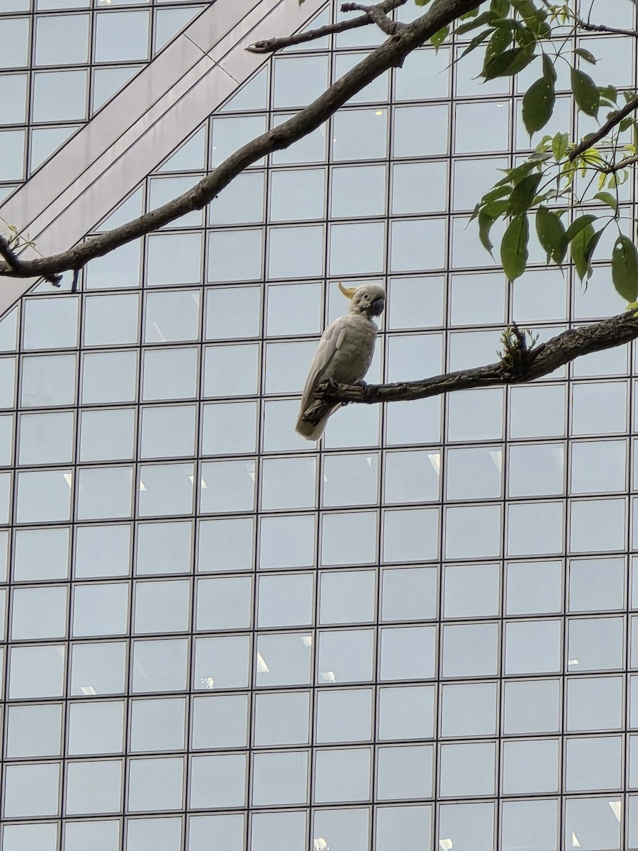 Yellow-crested Cockatoo - ML636941720