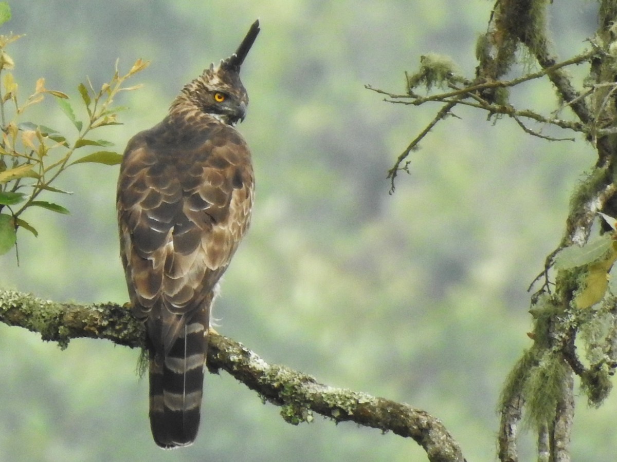 Mountain Hawk-Eagle - ML636941740