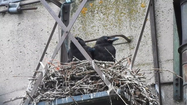 Common Raven - ML636941897