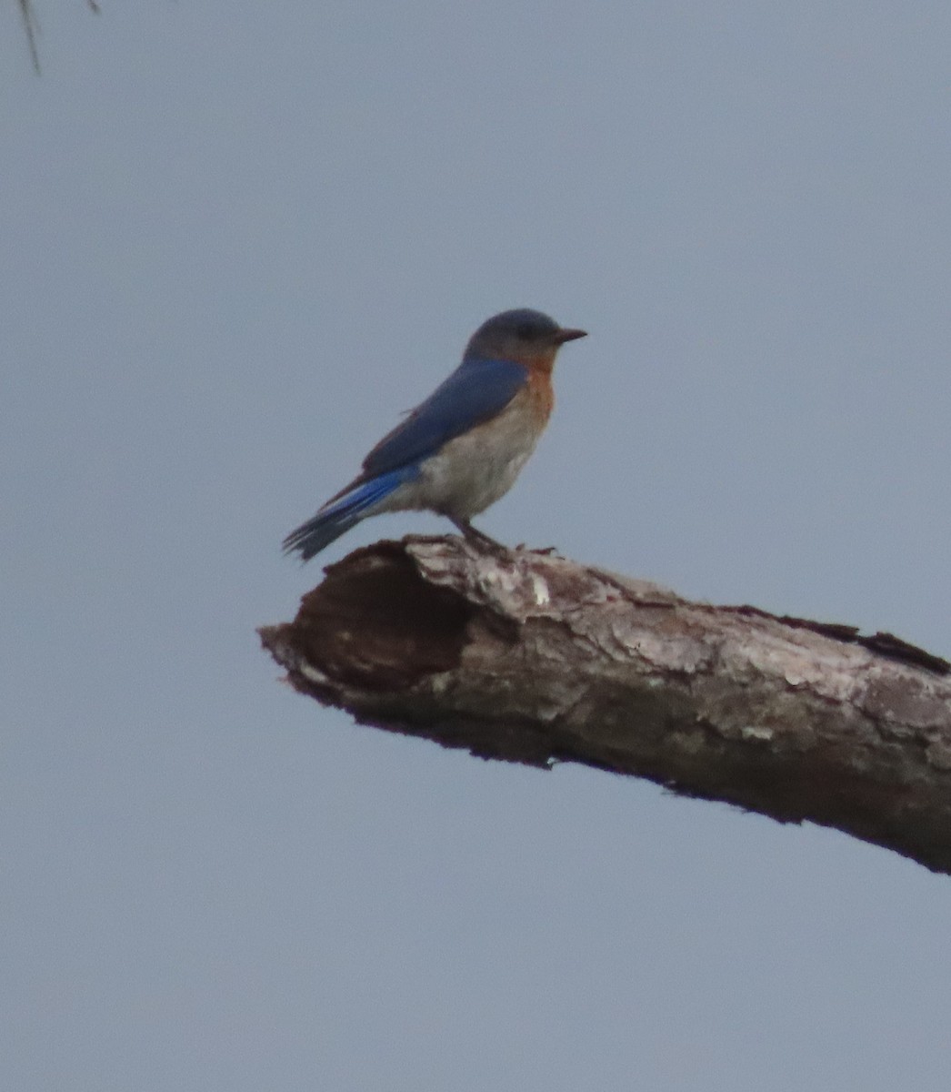 Eastern Bluebird - ML636941910