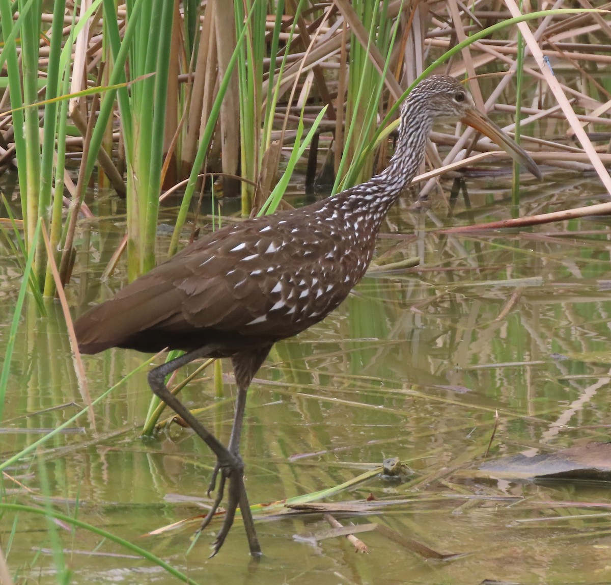 Limpkin - ML636941932