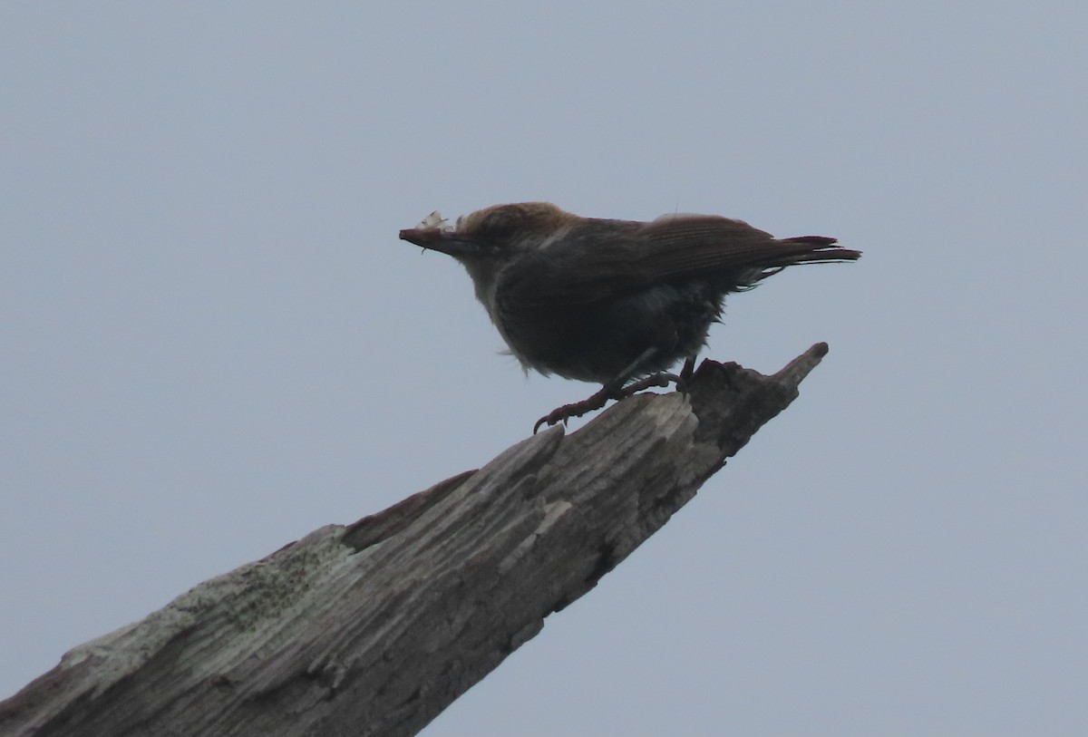 Brown-headed Nuthatch - ML636941956