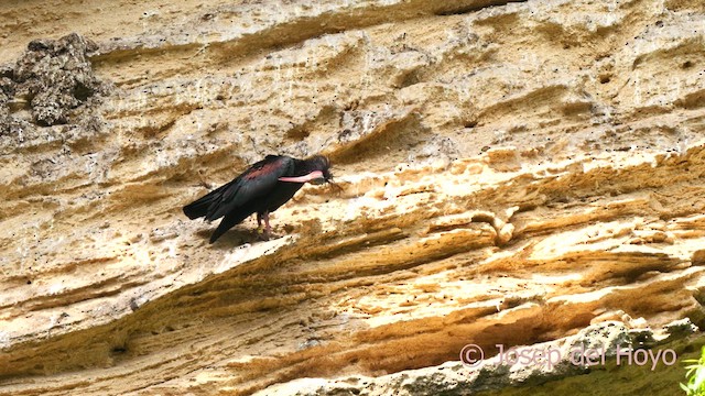 Northern Bald Ibis - ML636941988