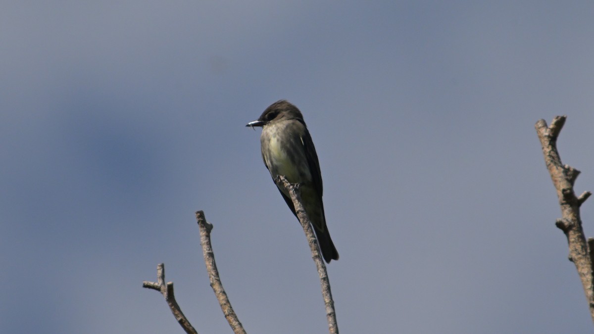 Olive-sided Flycatcher - ML636941991