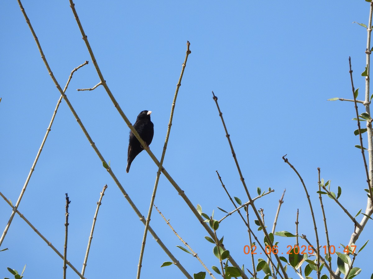 Purple Indigobird - ML636942031