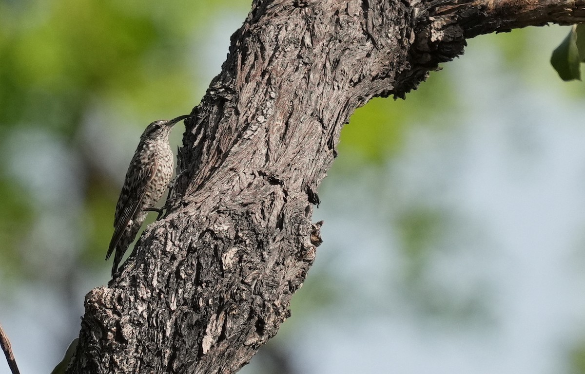 African Spotted Creeper - ML636942140