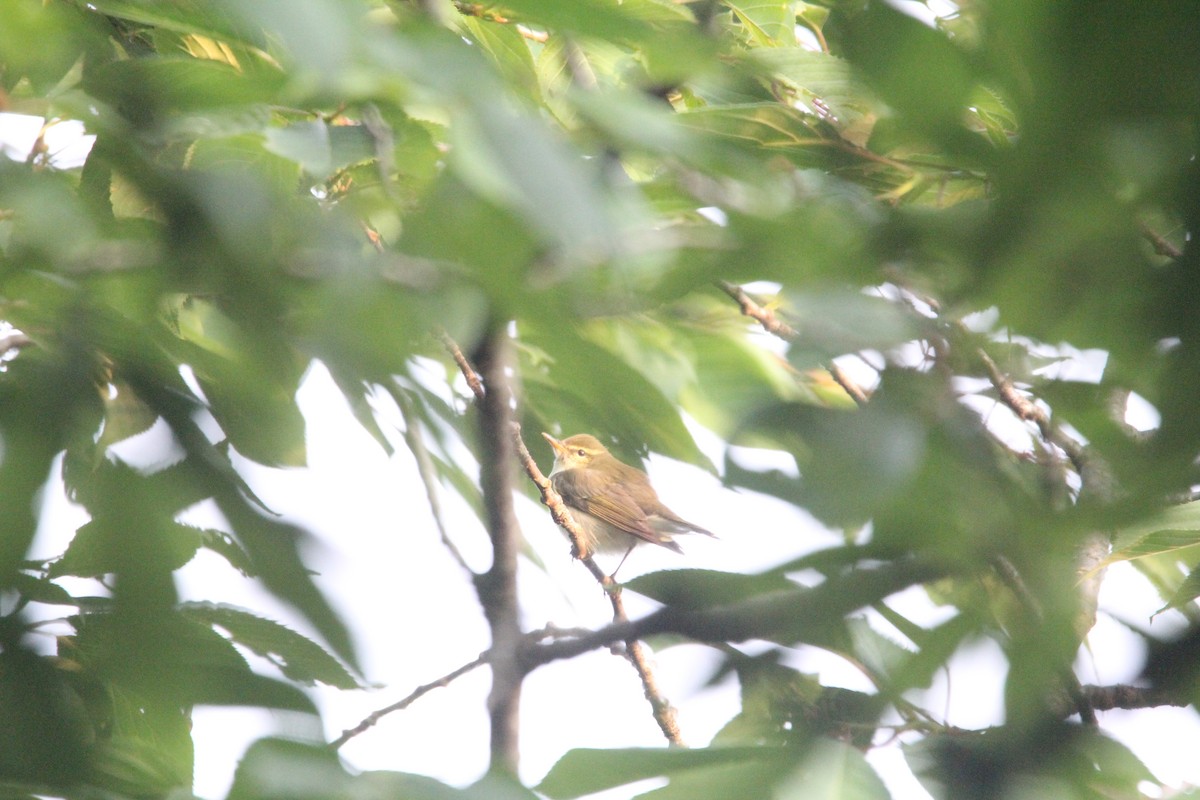 Kamchatka Leaf Warbler - ML636942146