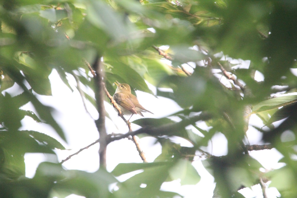 Kamchatka Leaf Warbler - ML636942147