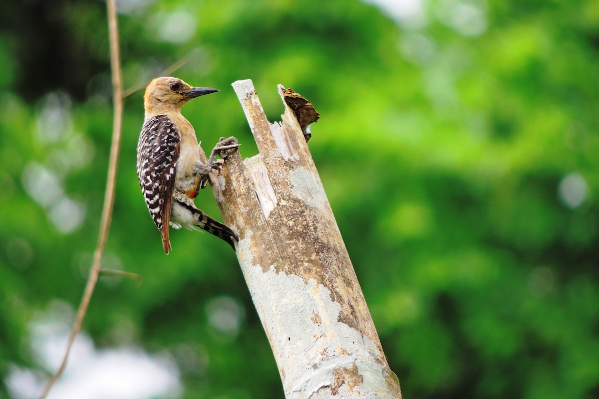 Red-crowned Woodpecker - ML636942162