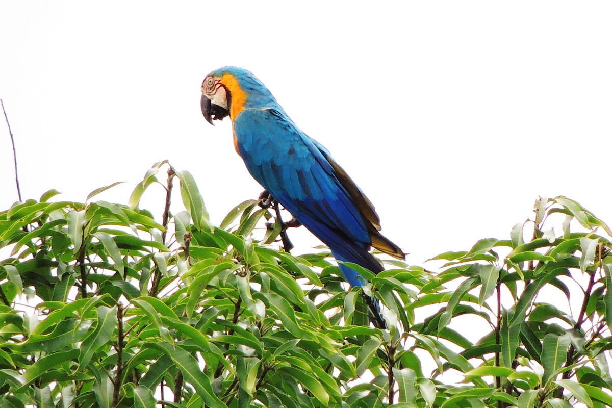 Blue-and-yellow Macaw - ML636942167