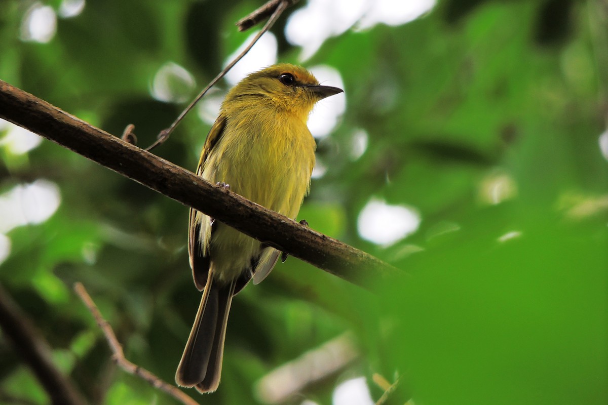 Ochre-lored Flatbill - ML636942172