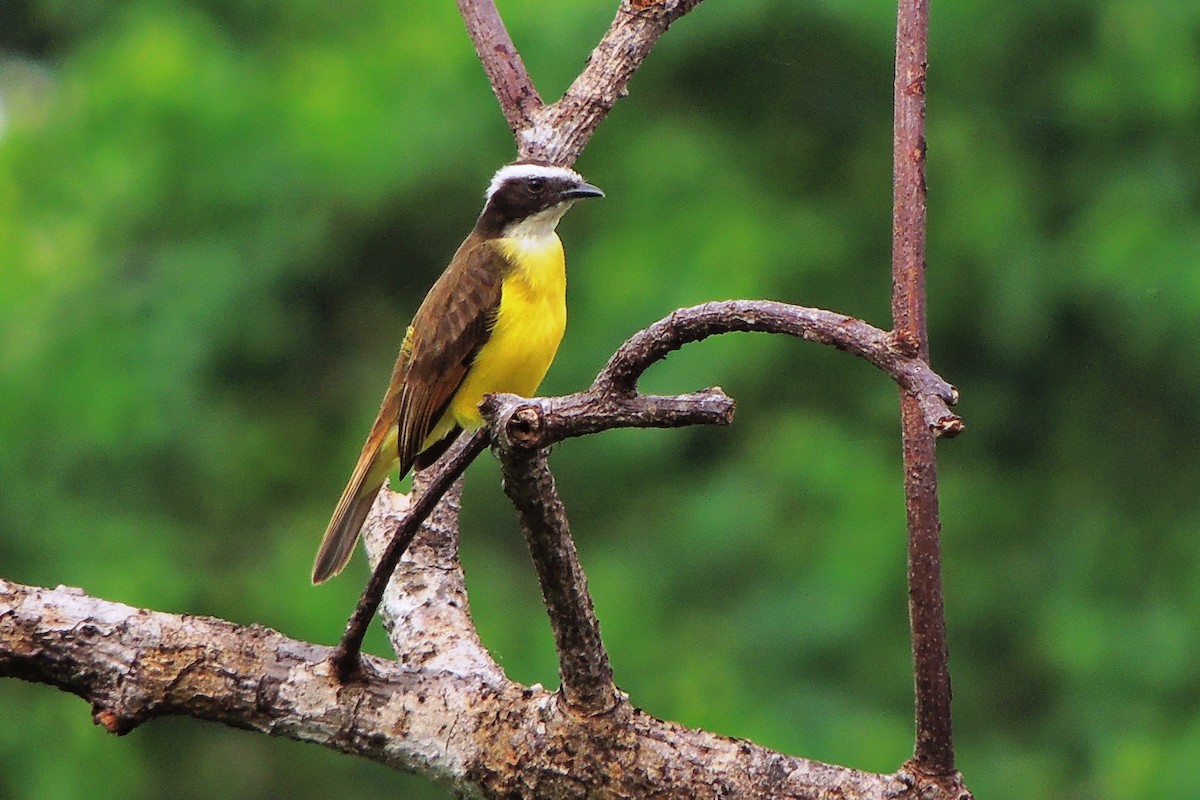 Rusty-margined Flycatcher - ML636942176