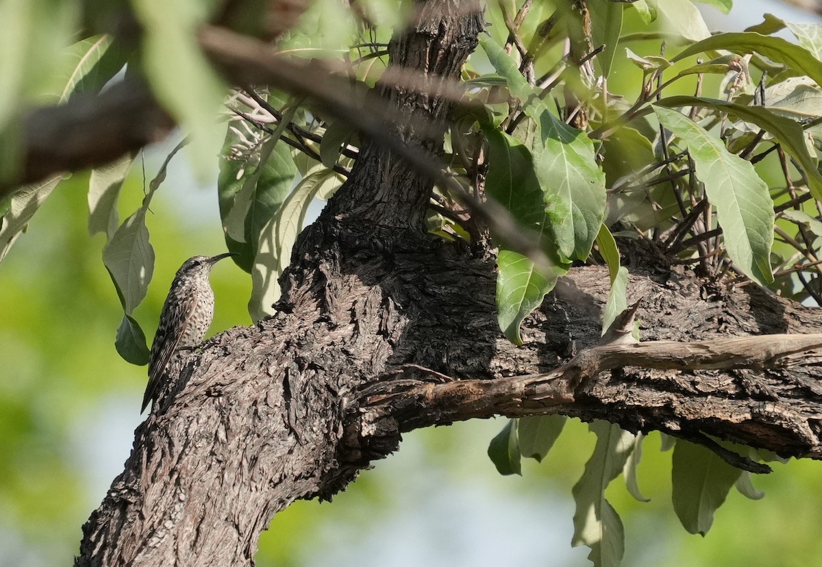 African Spotted Creeper - ML636942186