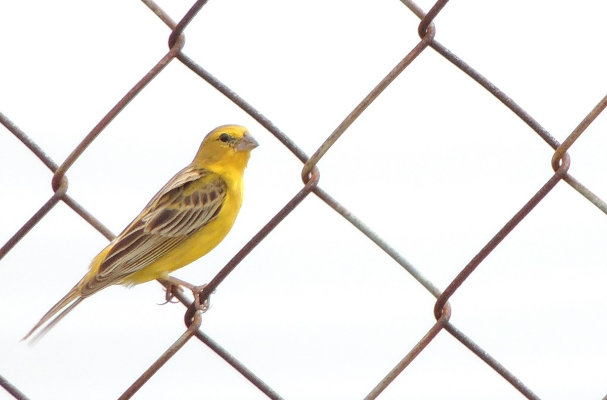Grassland Yellow-Finch - ML636942189