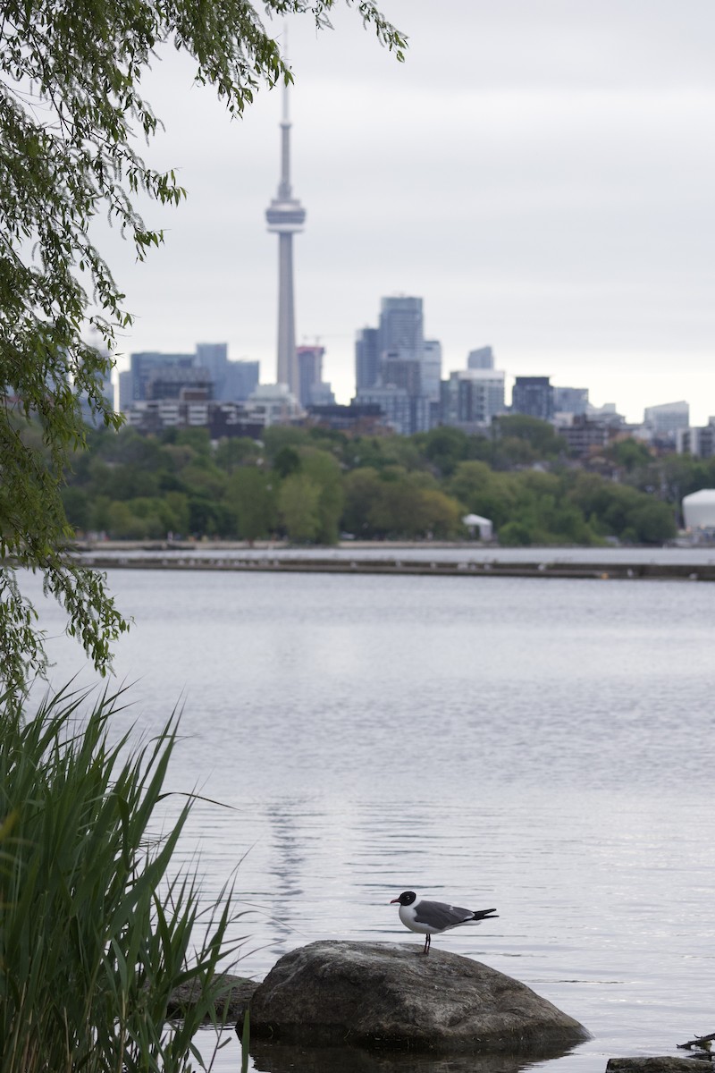 笑鷗 - ML636942208