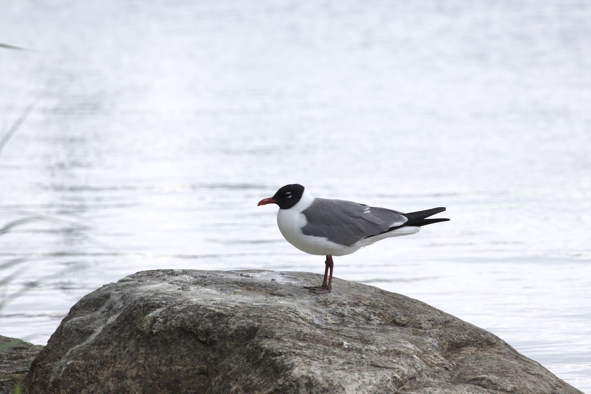 笑鷗 - ML636942209