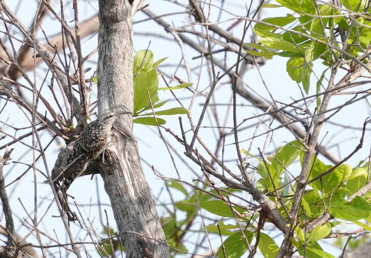 African Spotted Creeper - ML636942229