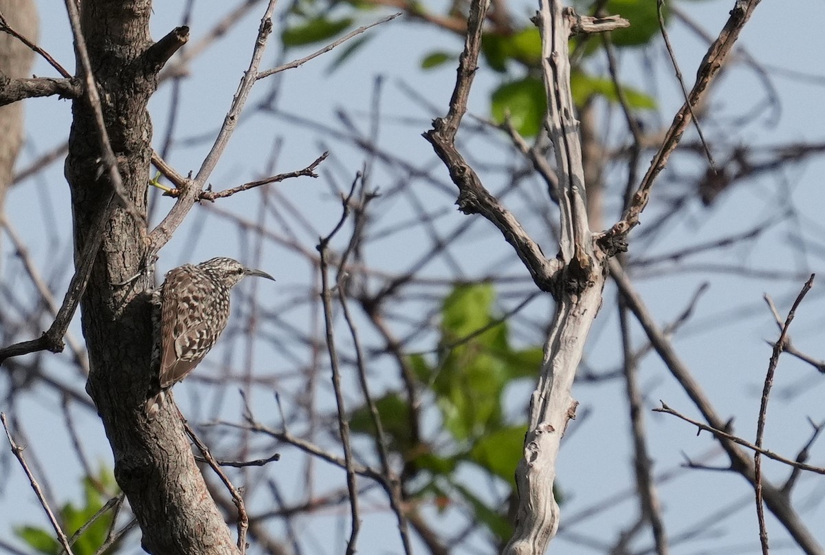 African Spotted Creeper - ML636942249