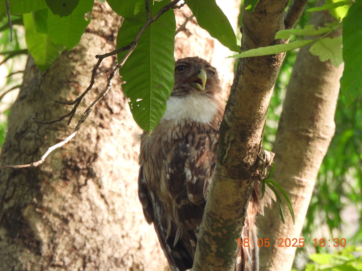 Brown Fish-Owl - ML636942290