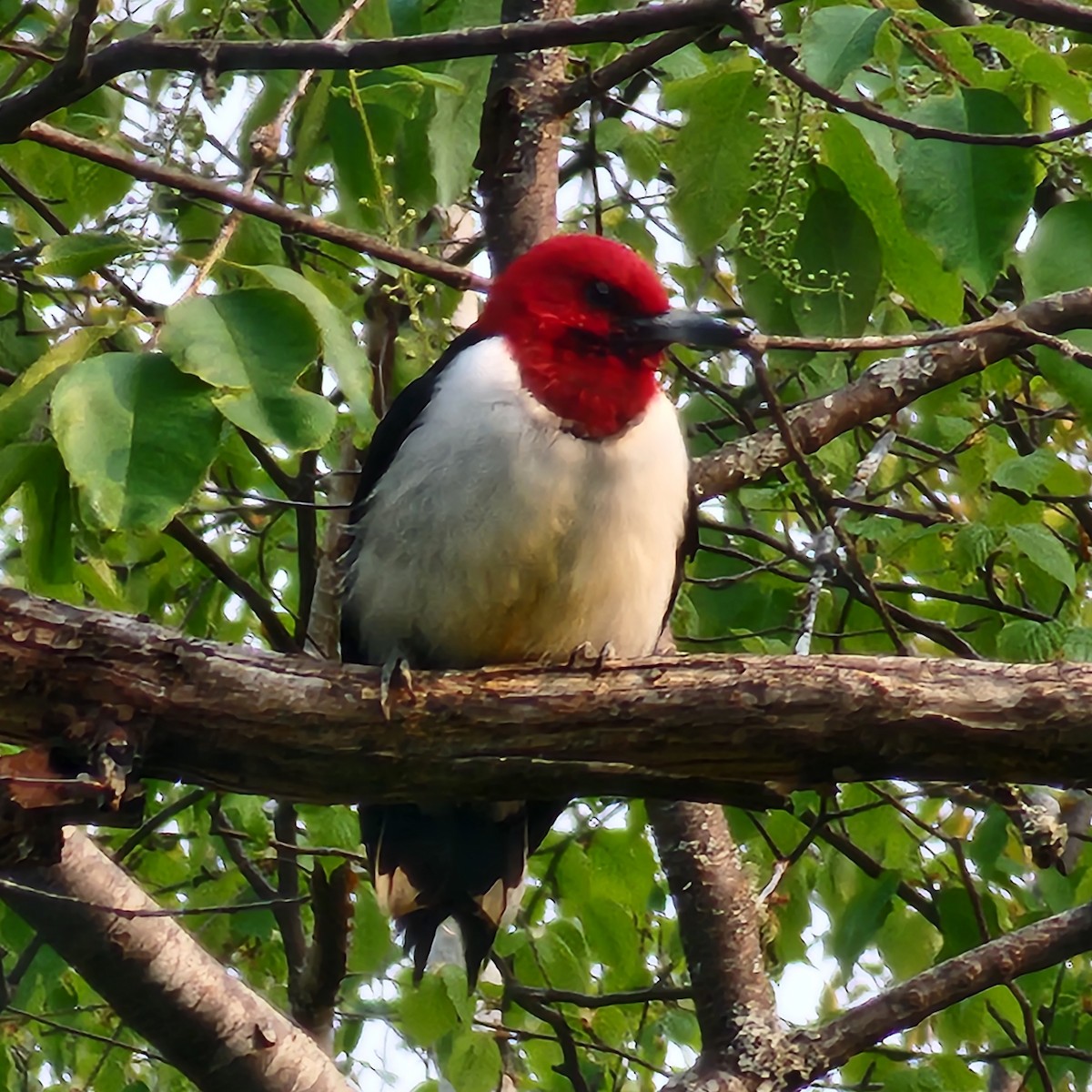 Red-headed Woodpecker - ML636942314