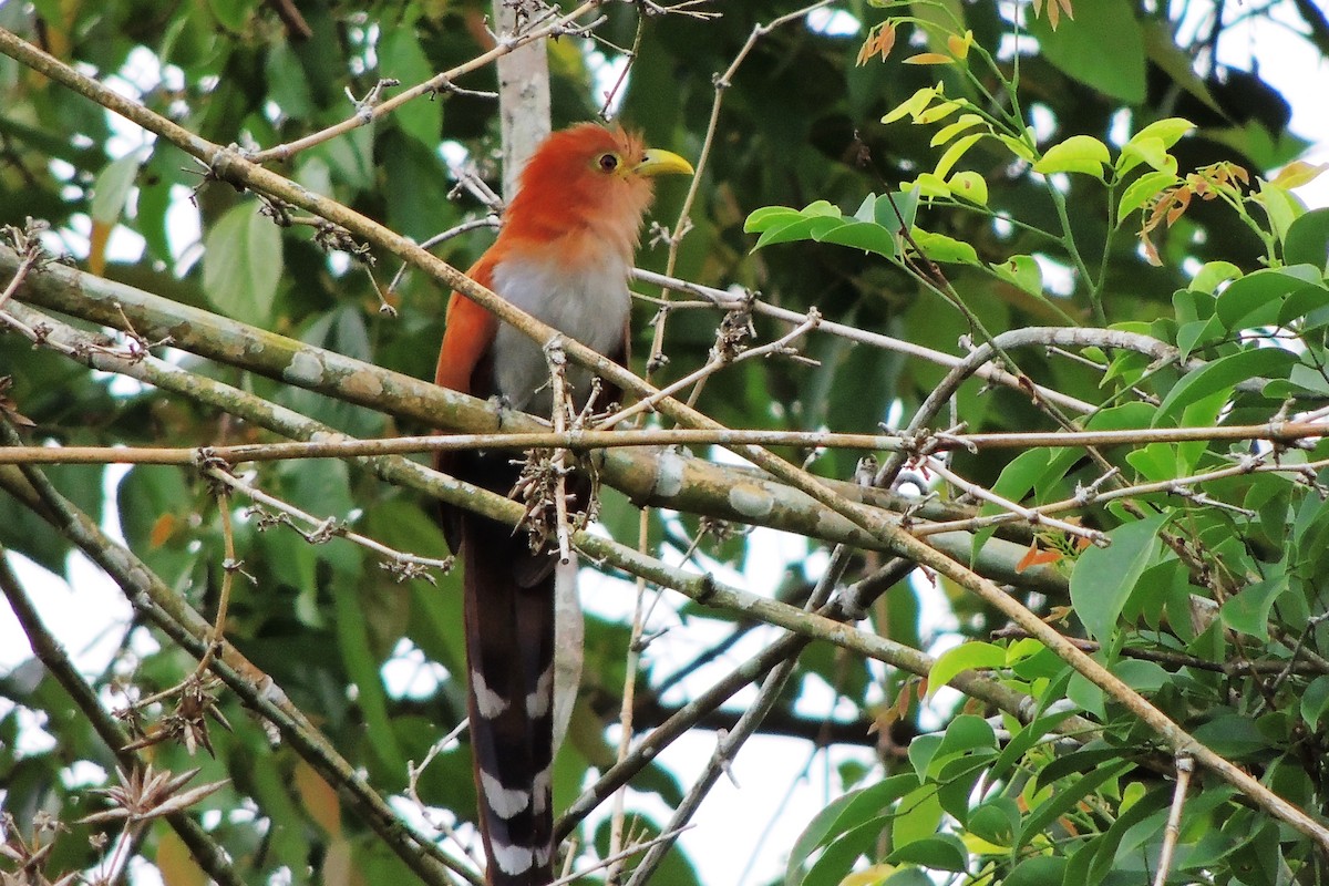 Common Squirrel-Cuckoo - ML636942379