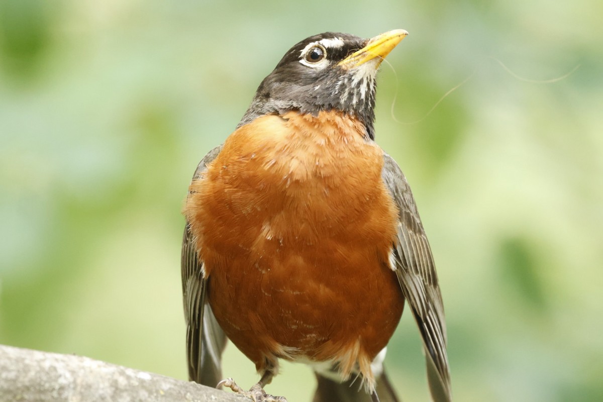 American Robin - ML636942471