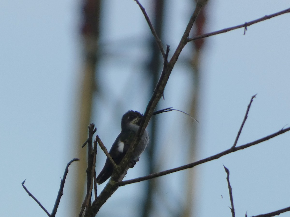 Long-billed Starthroat - ML636942512