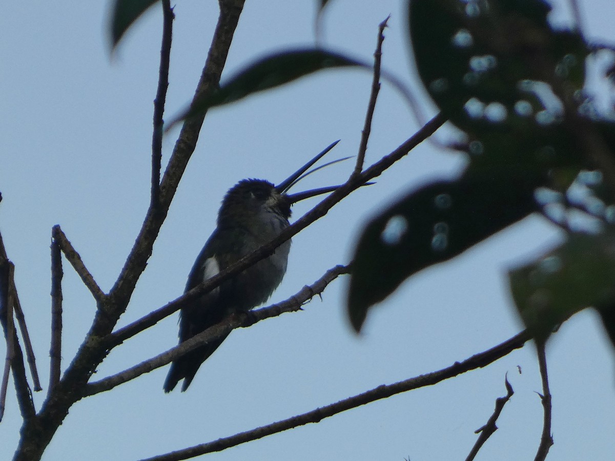 Long-billed Starthroat - ML636942513