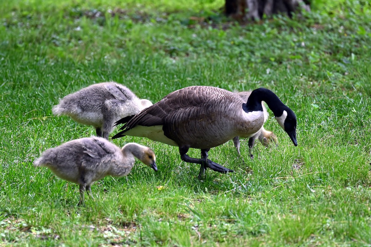 Canada Goose - ML636942624