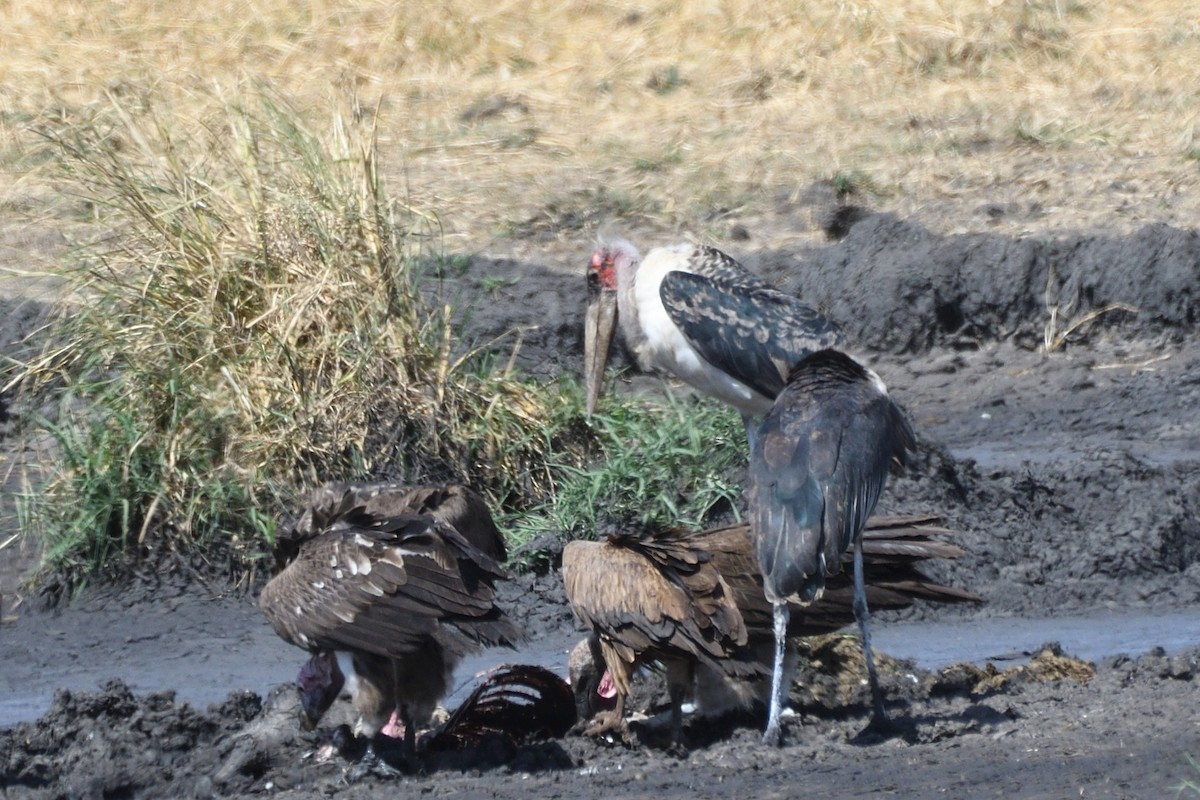 Marabou Stork - ML636942645