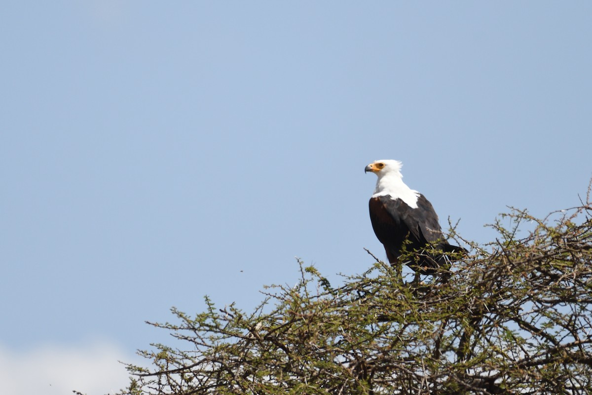 African Fish-Eagle - ML636942675