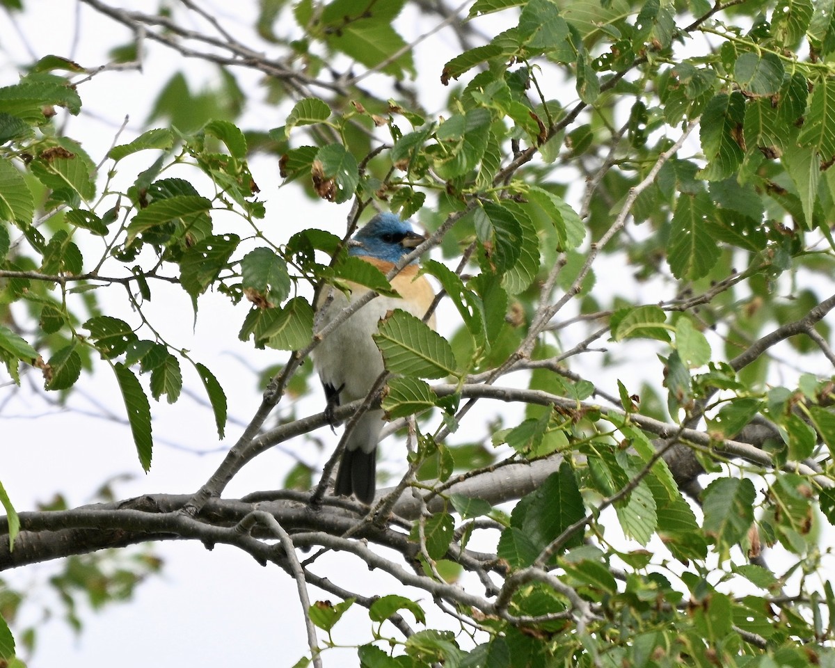 Lazuli Bunting - ML636942696