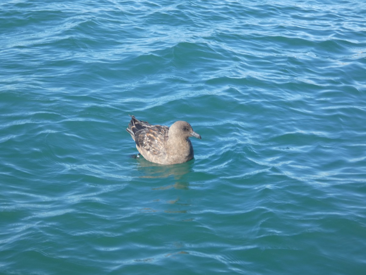Brown Skua - ML636942742
