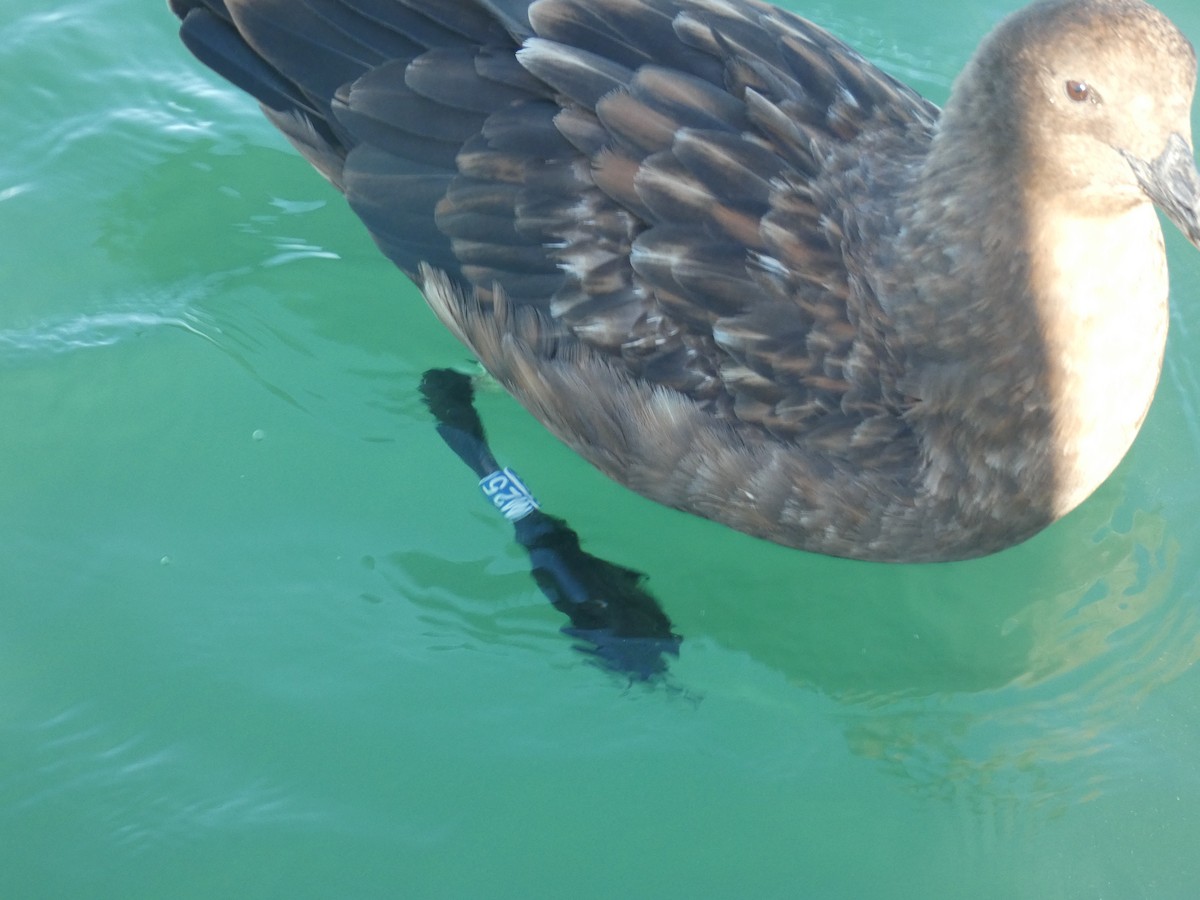 Brown Skua - ML636942744