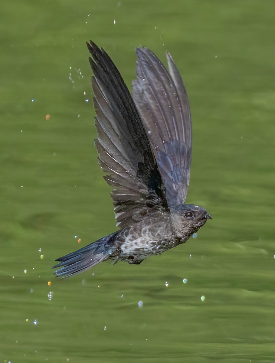 Plume-toed Swiftlet - ML636942769