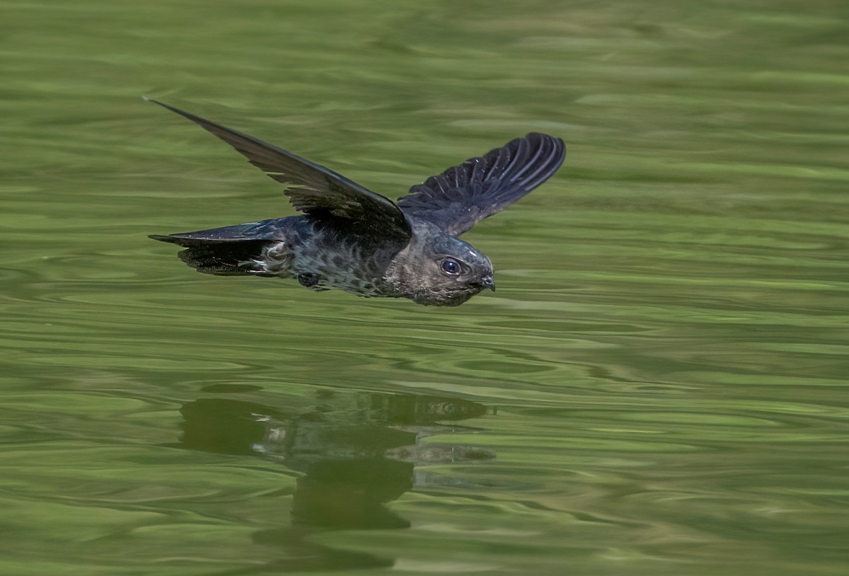 Plume-toed Swiftlet - ML636942770