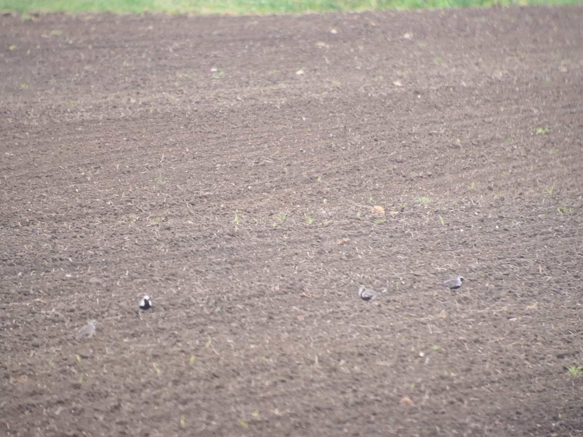 Буурал сүвээ цагаан - ML636942787